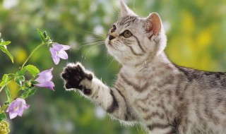 猫一直叫是怎么回事 猫一直叫原因