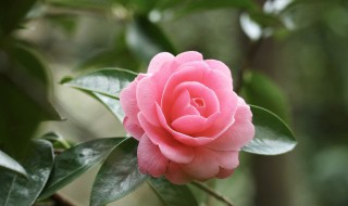 九朵粉色玫瑰花代表什么意思 怎么理解九朵粉色玫瑰花的意思