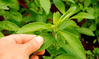 甜叶菊的功效的与作用 关于甜叶菊的功效的与作用