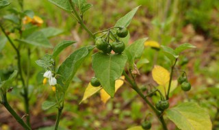 野辣椒草的功效与药用价值 野辣椒草的功效与药用价值是什么
