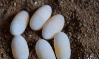 人工孵化乌龟蛋的技巧 人工孵化乌龟蛋的窍门