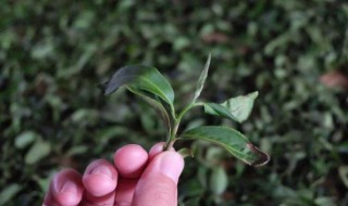 茶树怎么养 茶树怎么养殖