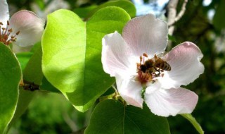 延迟苹果开花时间的方法 怎么延迟苹果开花时间