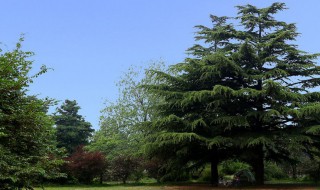 黑松种植方法，黑松种植方法和技术