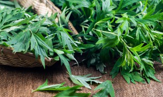 艾草是煮好还是开水泡好 艾草使用方法及功效