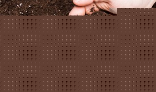 瓠子的种植方法和养护（瓠子的栽培技术）