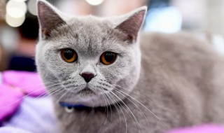 猫叫不出声音怎么回事（猫叫不出声音怎么回事怎么办）