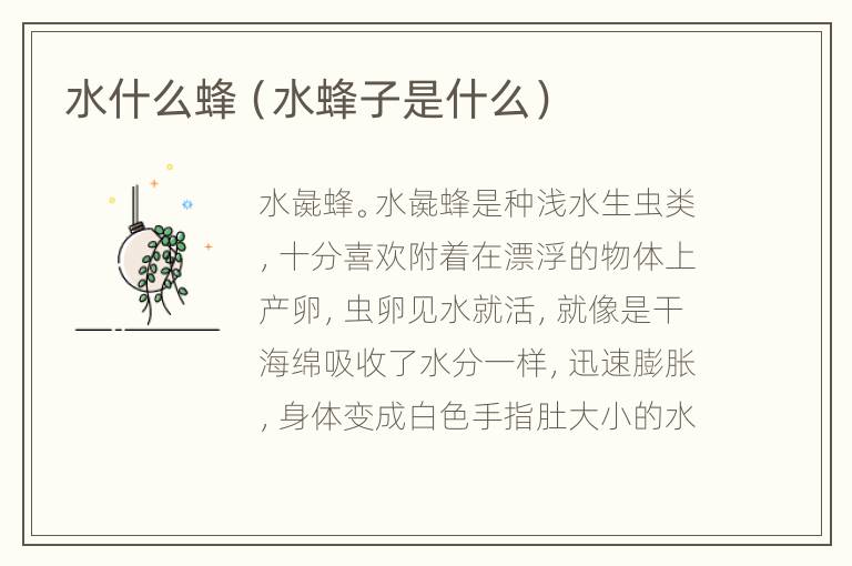 水什么蜂（水蜂子是什么）