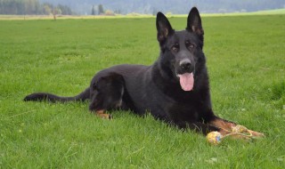 东德犬的养殖方法和注意事项 东德牧羊犬的饲养方法及优质标准