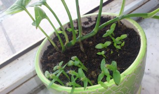 火龙果苗盆栽种植方法 火龙果怎么盆栽种植