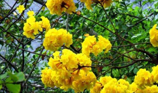黄花风铃花花语是什么 黄花风铃花花语是啥