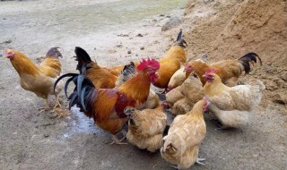 养鸡的小妙招 养鸡小窍门总结