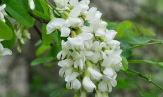 槐花养殖方法和技巧 槐花养殖方法和技巧简单介绍