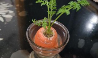 胡萝卜水培种植方法 胡萝卜水培怎么选择容器