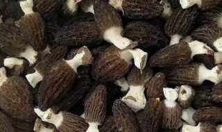 羊肚菌怎么分辨好坏（羊肚菌怎样辨别好坏）