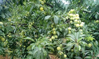 李树种植方法 李子树种植方法