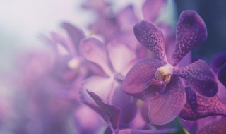 蝴蝶兰几月份开花（蝴蝶兰几月份开花,花期多长）