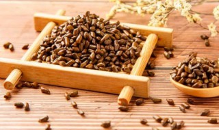决明子茶的正确喝法 怎么泡决明子茶