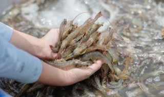 对虾怎么养，南美白对虾怎么养