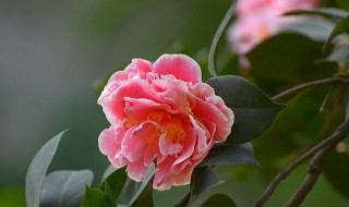 养殖山茶花的方法 山茶花可以怎么浇水