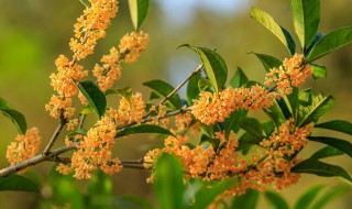 盆栽桂花树的种植方法 桂花盆栽种植方法介绍