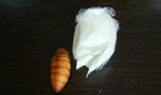蚕蛹变成蛾子后怎么养 怎么养蚕蛹变成蛾子之后