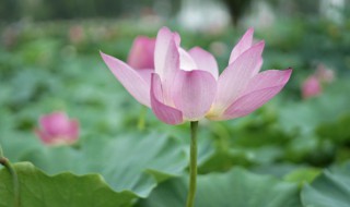 2021年几月几号入伏 2021年入伏是什么时候
