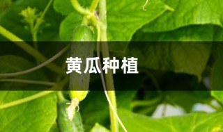 自己种黄瓜的方法 黄瓜的种植方法