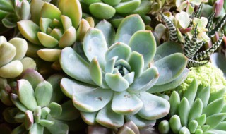多肉如何过冬怎么养（多肉植物过冬怎么养）
