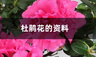 杜鹃花的资料 杜鹃花的资料介绍