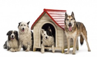 养普罗特猎狗的养殖方法 养普罗特猎犬怎么养