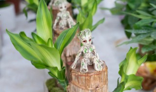室内喜阴的植物有哪些 室内喜阴的植物有哪些品种