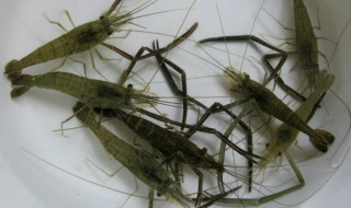 小河虾怎么保鲜 河虾怎样保存才能保持新鲜