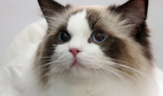 母猫怎么绝育（母猫怎么绝育摘除什么）