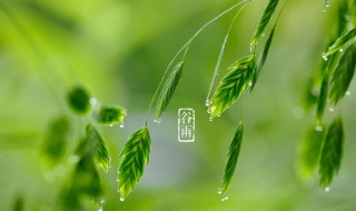 关于二十四节气谷雨的作文 关于二十四节气谷雨的作文范文欣赏