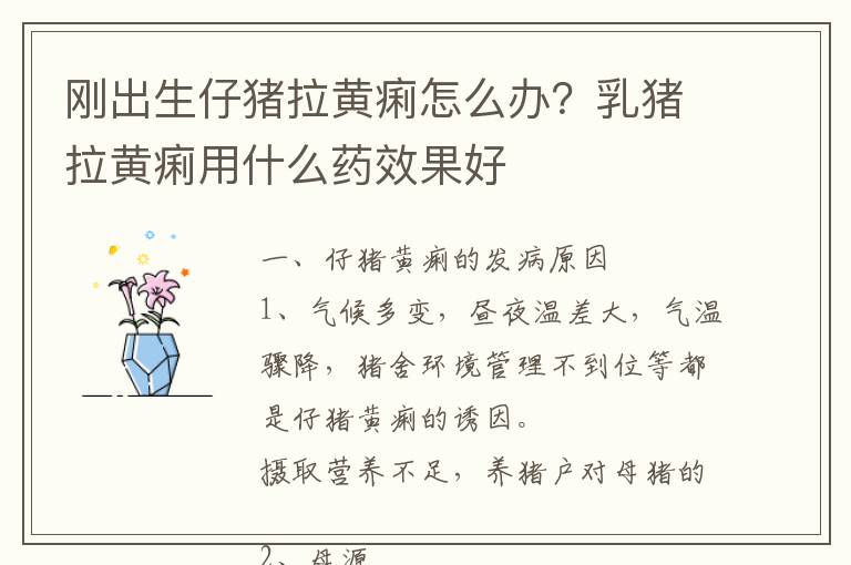 刚出生仔猪拉黄痢怎么办？乳猪拉黄痢用什么药效果好
