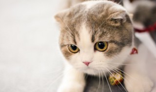 小猫有眼屎怎么办（小猫有眼屎怎么办用什么药）