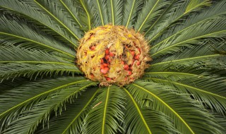 铁树开花是什么意思 铁树开花出自哪里