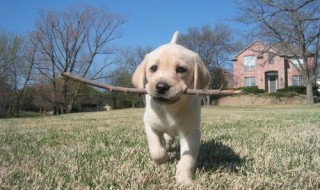 一个月拉布拉多犬喂养方法 怎么喂养幼犬拉布拉多