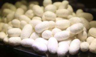 蚕茧保存方法 如何保存蚕茧