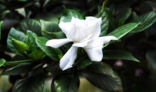 怎么养好栀子花（怎么养好栀子花盆）