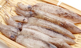 海兔子是小鱿鱼吗 到底海兔子和小鱿鱼是不是一样的