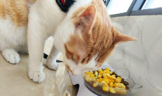 猫吃玉米为什么会吐 猫吃玉米会吐原因