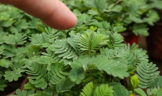 养护含羞草的方法 含羞草怎么养护