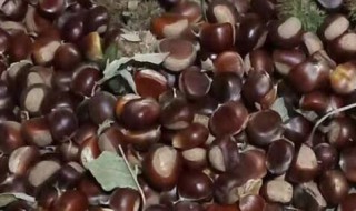板栗里面的虫是怎么进去的 板栗里面的虫是如何进去的