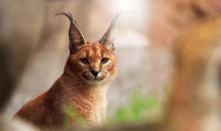 狞猫和猞猁的区别是什么 狞猫和猞猁的区分
