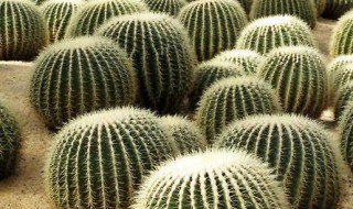 仙人球的介绍及特点 仙人球的养护特点