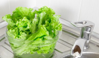 生菜简单种植方法（生菜简单种植方法图解）