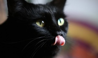 猫眉毛秃了是怎么回事 猫眉毛秃了是怎么回事,有小黑点