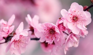 梅花泪歌词 梅花泪歌词是什么
